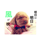 トイプードル あみぃ（個別スタンプ：7）