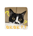 ネコ好きさんのためのスタンプ 2（個別スタンプ：8）