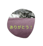 うりとにゃあ（個別スタンプ：9）