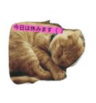 うりとにゃあ（個別スタンプ：15）