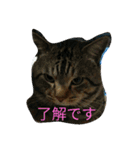 うりとにゃあ（個別スタンプ：16）
