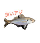 さかなスタ（個別スタンプ：2）
