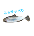 さかなスタ（個別スタンプ：3）