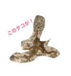 さかなスタ（個別スタンプ：4）