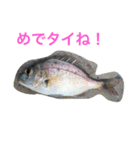 さかなスタ（個別スタンプ：5）