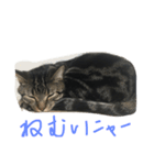 ウチのソラ（個別スタンプ：5）