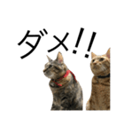 ねこぉぉぉ 2（個別スタンプ：2）