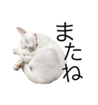 ねこぉぉぉ 2（個別スタンプ：4）