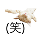 ねこぉぉぉ 2（個別スタンプ：6）