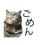 ねこぉぉぉ 2（個別スタンプ：8）