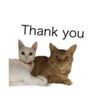 ねこぉぉぉ 2（個別スタンプ：10）