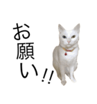 ねこぉぉぉ 2（個別スタンプ：11）