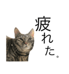ねこぉぉぉ 2（個別スタンプ：12）