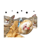 ねこぉぉぉ 2（個別スタンプ：13）