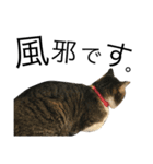 ねこぉぉぉ 2（個別スタンプ：14）