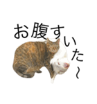 ねこぉぉぉ 2（個別スタンプ：15）
