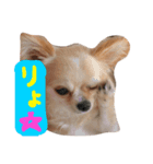 ぷーちゃんの日常の一コマ2（個別スタンプ：1）