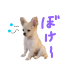 ぷーちゃんの日常の一コマ2（個別スタンプ：3）