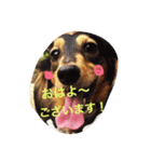 らぶだっくす（個別スタンプ：1）