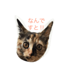琥珀ですよ（個別スタンプ：4）