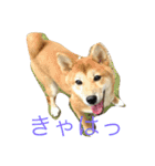 柴ちゃんズ（個別スタンプ：4）