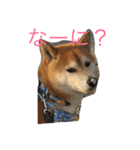 柴ちゃんズ（個別スタンプ：14）