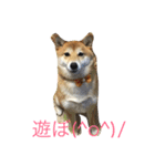 柴ちゃんズ（個別スタンプ：15）