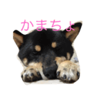 柴ちゃんズ（個別スタンプ：16）