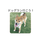 僕はしばお（個別スタンプ：16）