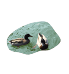 hyorohyoro（個別スタンプ：6）
