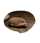 hyorohyoro（個別スタンプ：7）