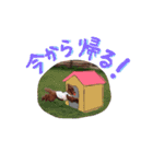 クリン（個別スタンプ：3）