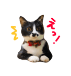 ネコ好きさんのためのスタンプ（個別スタンプ：1）