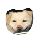 犬時々猫（個別スタンプ：1）