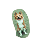 犬時々猫（個別スタンプ：3）