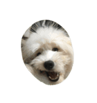 犬時々猫（個別スタンプ：4）