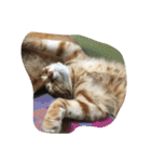 犬時々猫（個別スタンプ：5）