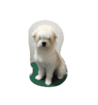 犬時々猫（個別スタンプ：6）