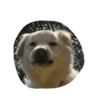 犬時々猫（個別スタンプ：7）