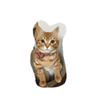 犬時々猫（個別スタンプ：8）