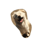 犬時々猫（個別スタンプ：9）