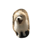 犬時々猫（個別スタンプ：10）