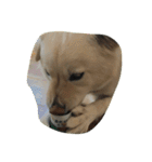犬時々猫（個別スタンプ：11）