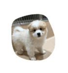 犬時々猫（個別スタンプ：12）