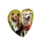犬時々猫（個別スタンプ：13）