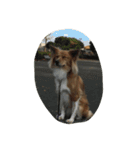 犬時々猫（個別スタンプ：14）