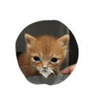 犬時々猫（個別スタンプ：15）