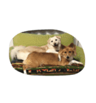 犬時々猫（個別スタンプ：16）
