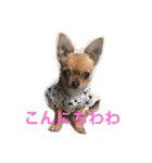 スムースチワワチョコのスタンプ（個別スタンプ：3）