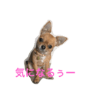 スムースチワワチョコのスタンプ（個別スタンプ：4）